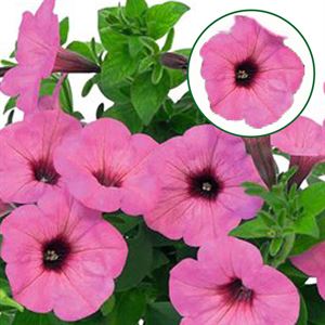 Bild von Petunia P12 Pearls bright pink